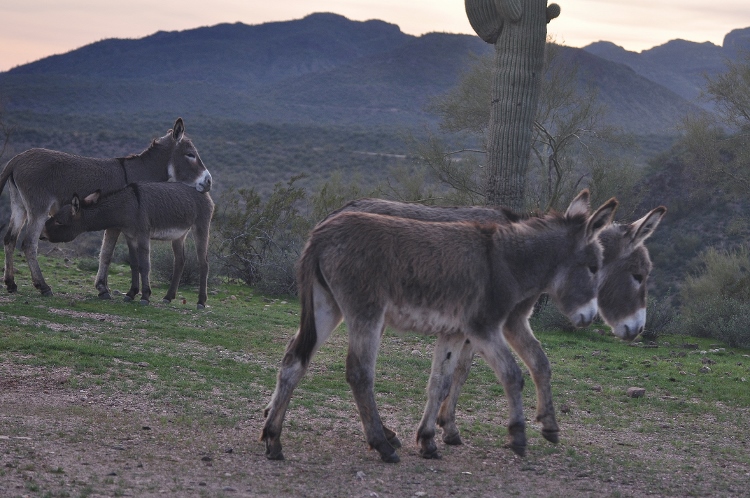 burros
